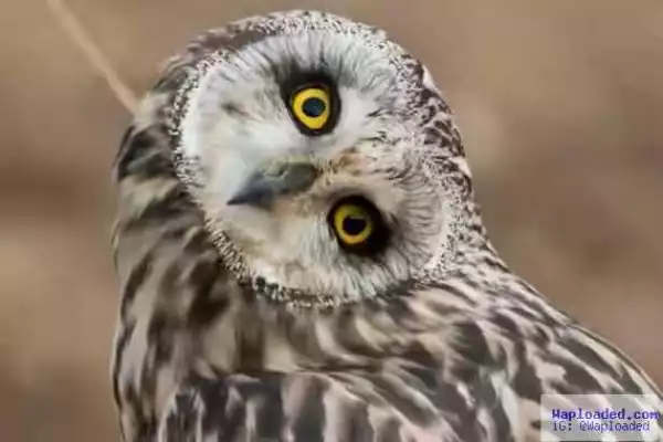See this weird picture of an owl with head turned 180 degrees